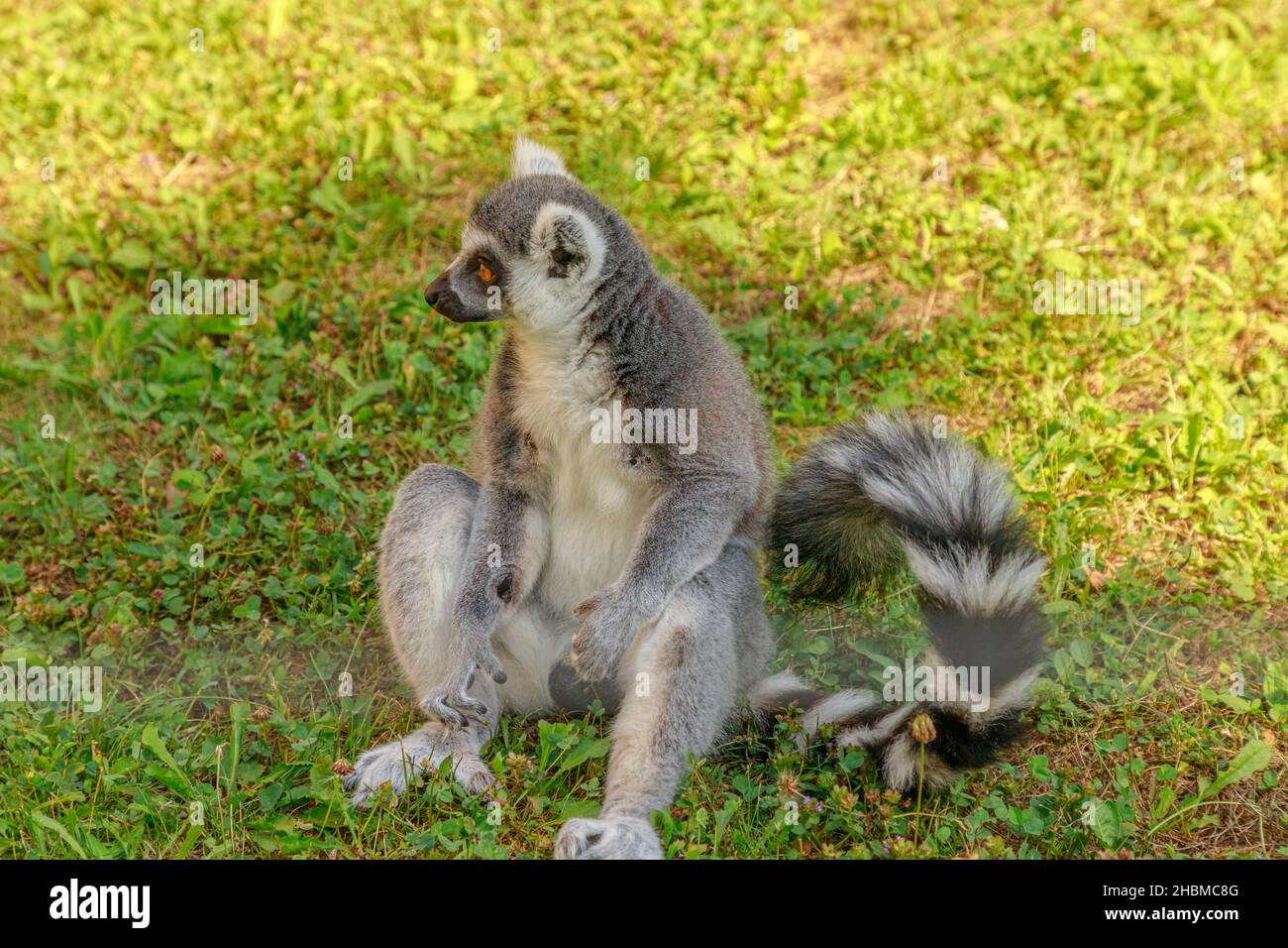 Lemur of Madagascar ring-tailed, sitting on the grass. Lemur catta species from Madagascar. Stock Photo