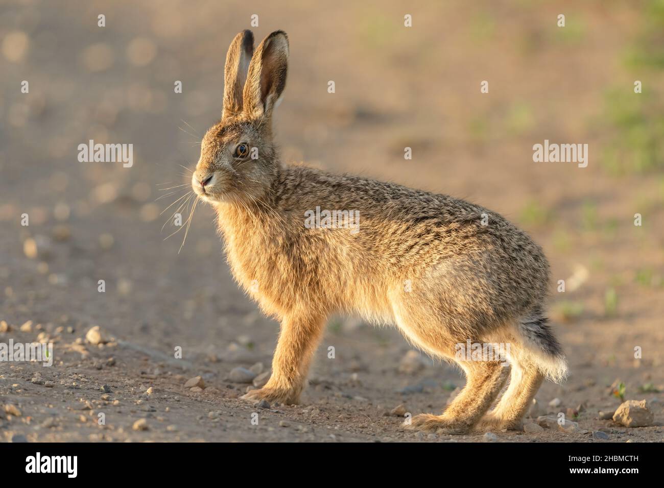 Close up of a young hare or leveret in Springtime.  standing alert on farmland. Facing camera, blurred background.  Scientific name:  Lepus Europaeus. Stock Photo