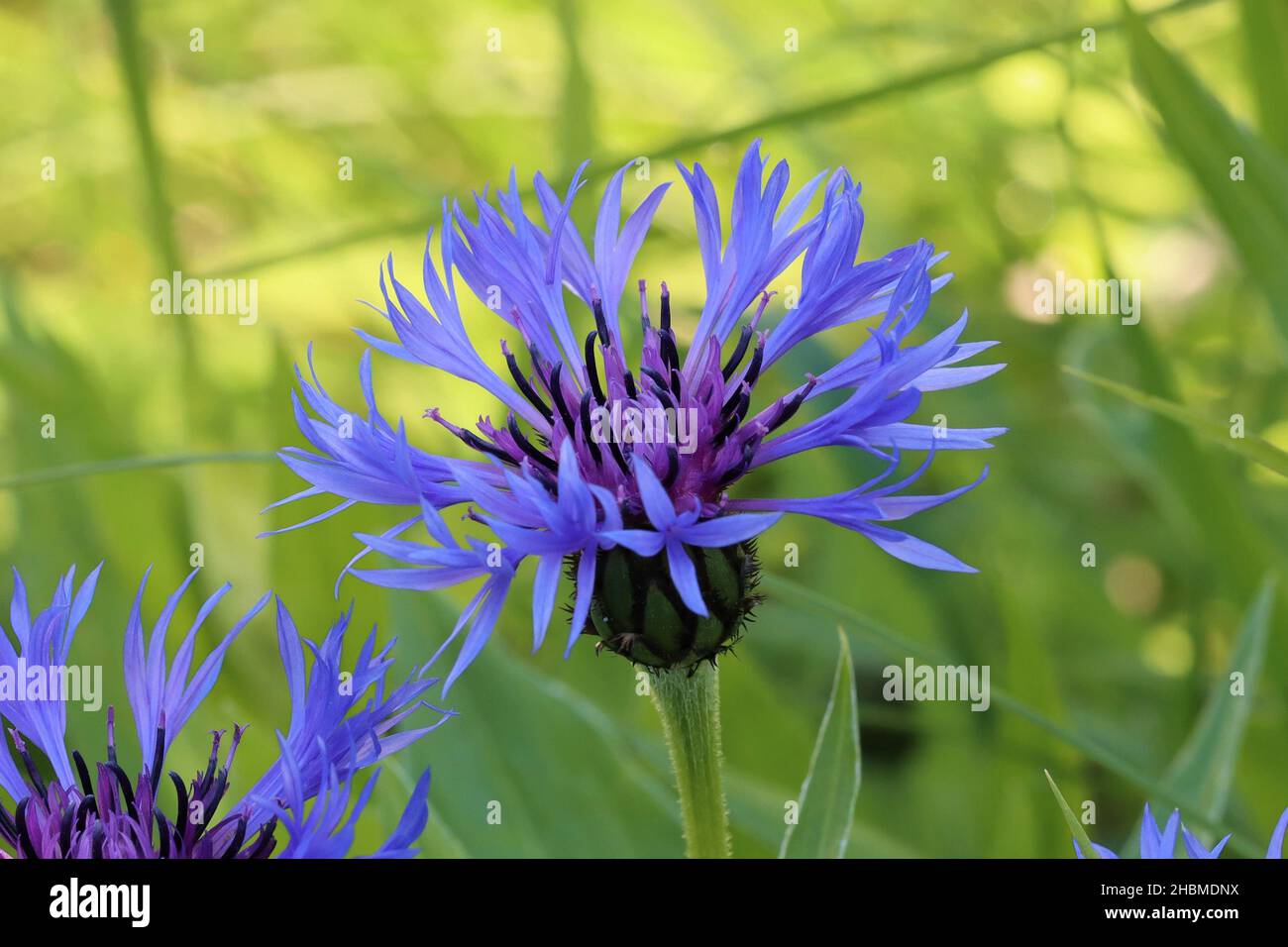 close-up of a beautiful blue centaurea montana flower against a green background Stock Photo