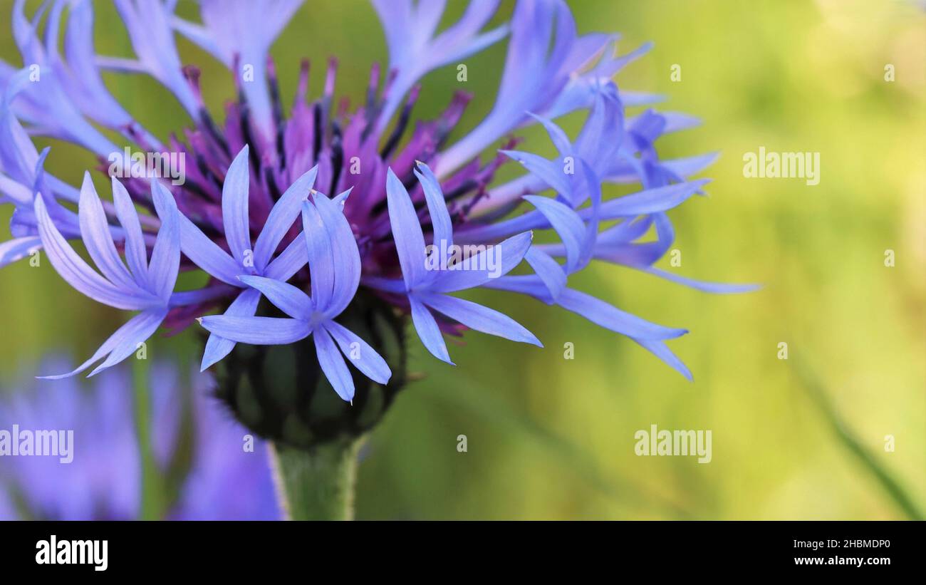 close-up of a blue centaurea with focus on the pretty blue petals, copy space Stock Photo