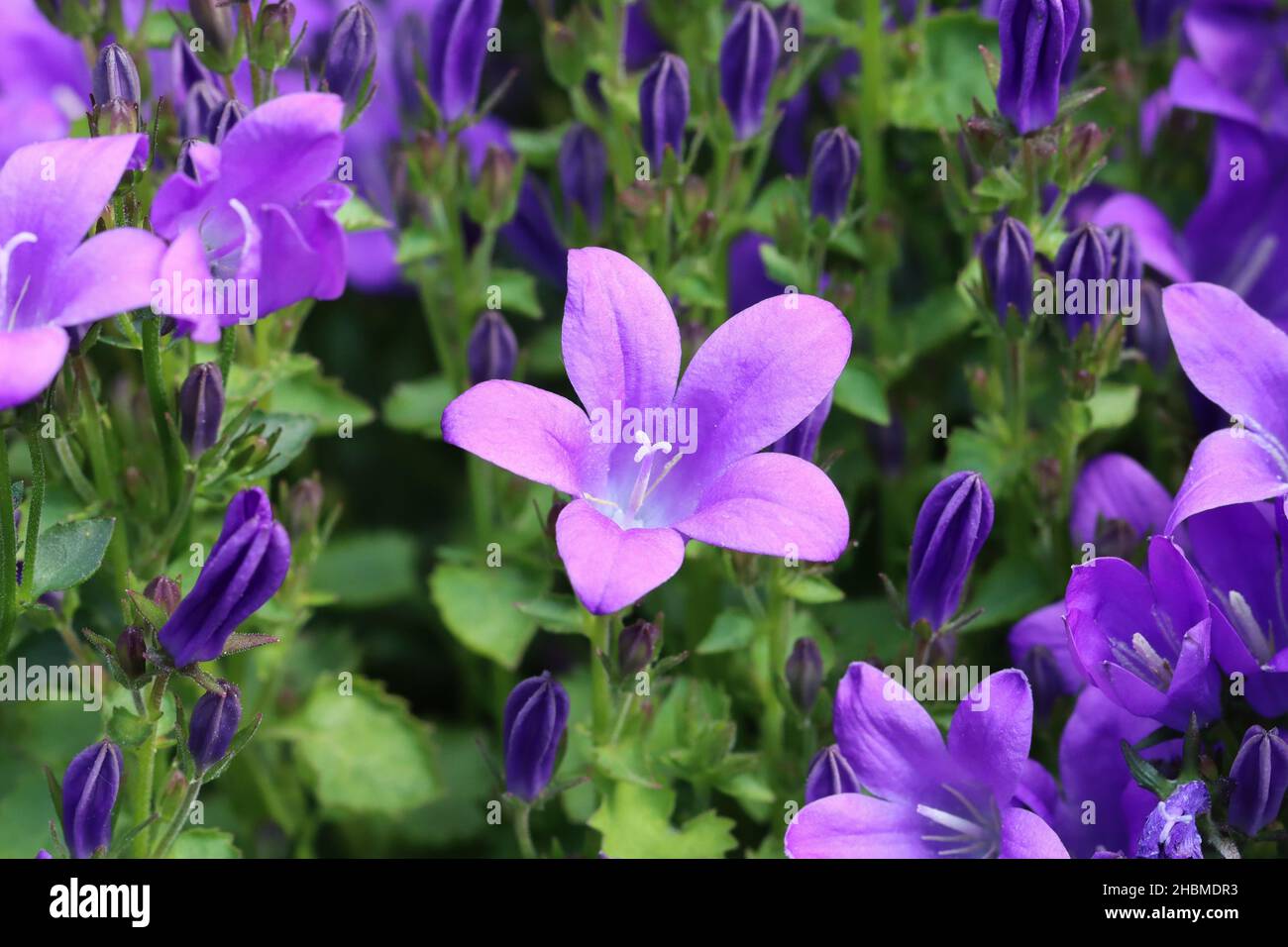 close-up of a pretty sunlit blue-violet dalmatian bellfower in a flower bed Stock Photo