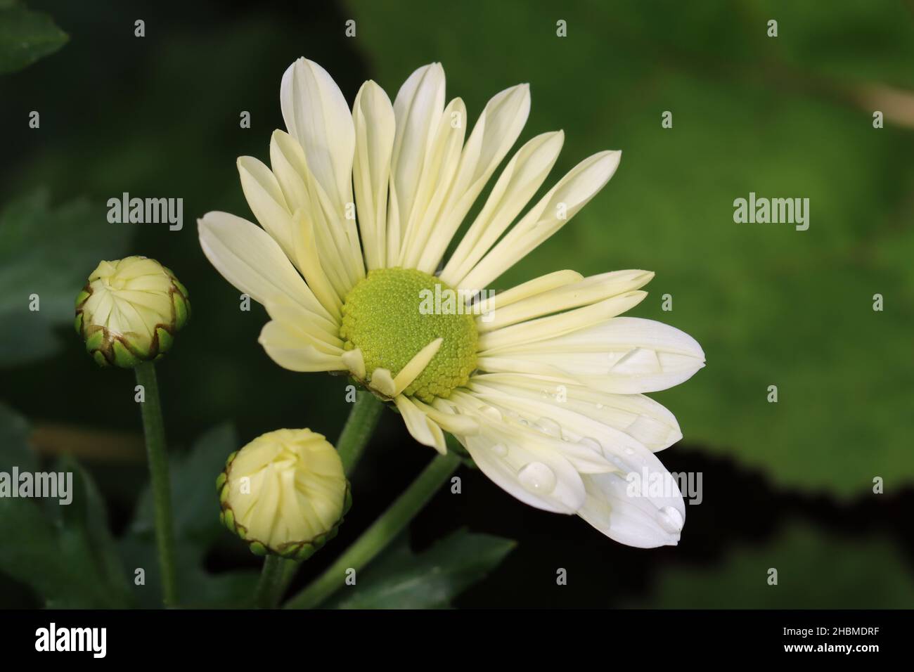 close-up of a fresh white chrysanthemum flower and two buds against a dark green background Stock Photo