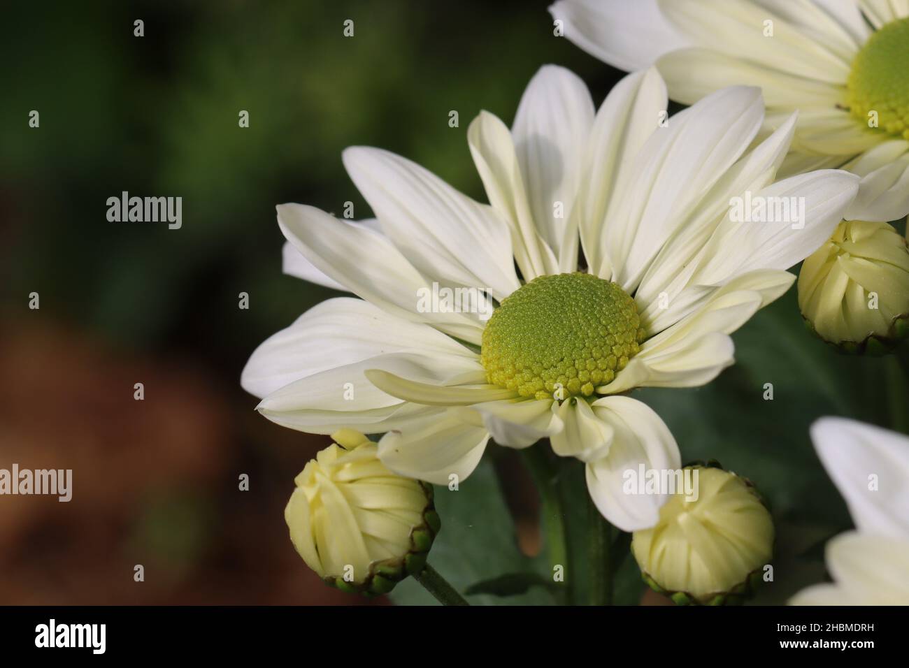 White chrysanthemum bud hi-res stock photography and images - Alamy