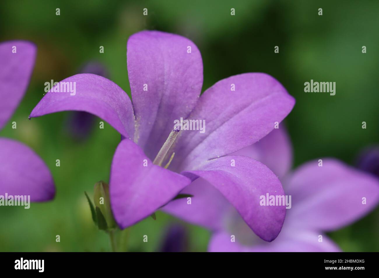close-up of a single violet-blue bellflower with focus on the stamens Stock Photo