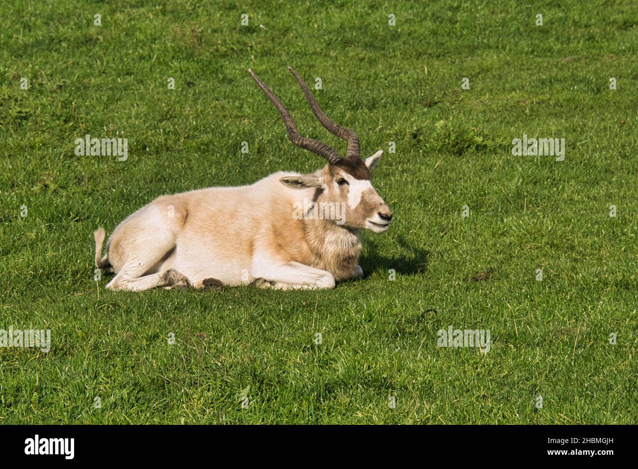 Beautiful male gazelle hi-res stock photography and images - Alamy