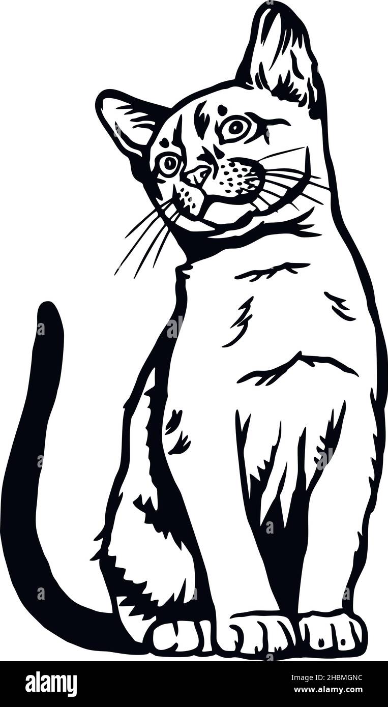 Cat Peeking Kitten Cheerful Kitty Isolated On White Vector Stock cat-peeking-kitten-cheerful-kitty-isolated-on-white-vector-stock