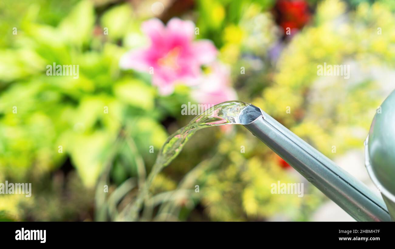 Water pours from the spout of a metal watering can. Watering the garden