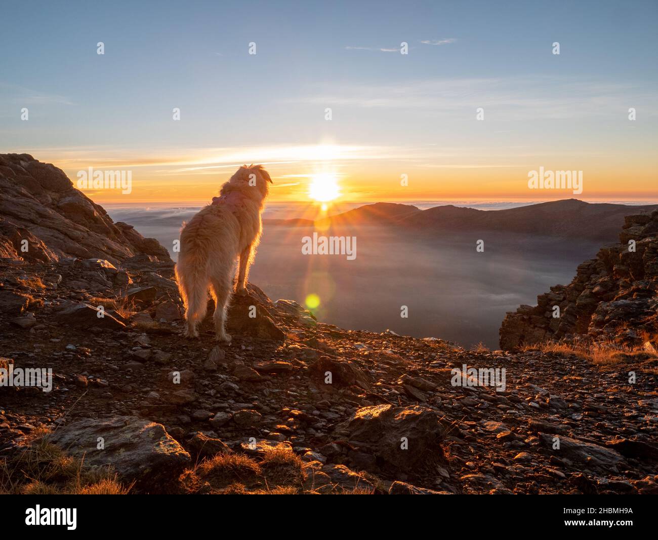 A view of a Huntaway dog on the top of a mountain looking out at sunset against a cloudy sky Stock Photo