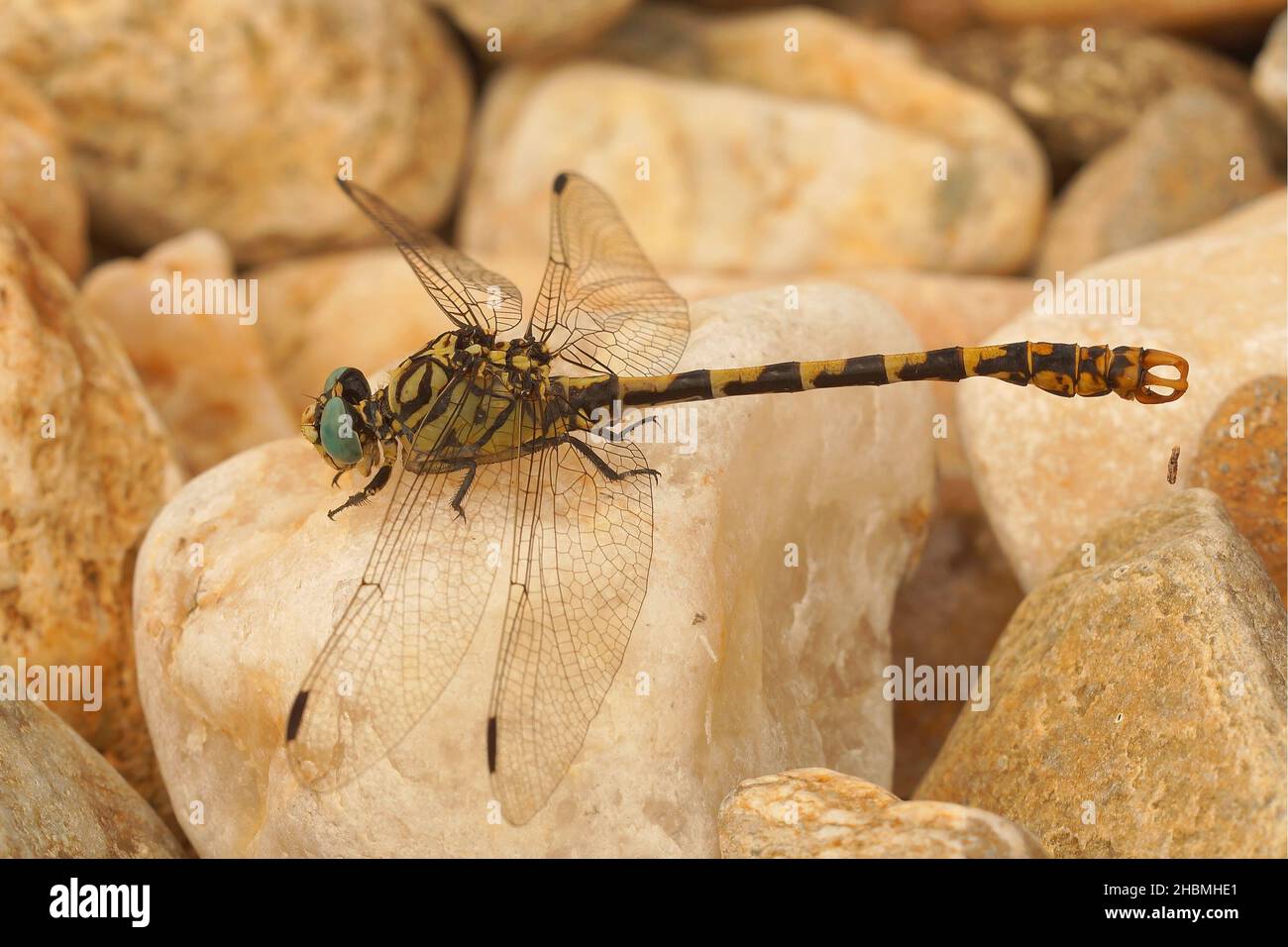 The green-eyed hook-tailed dragonfly, Onychogomphus forcipatus Stock Photo