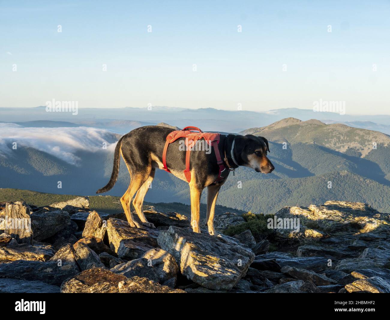 A view of a Huntaway dog on the top of a mountain looking out at sunset against a cloudy sky Stock Photo