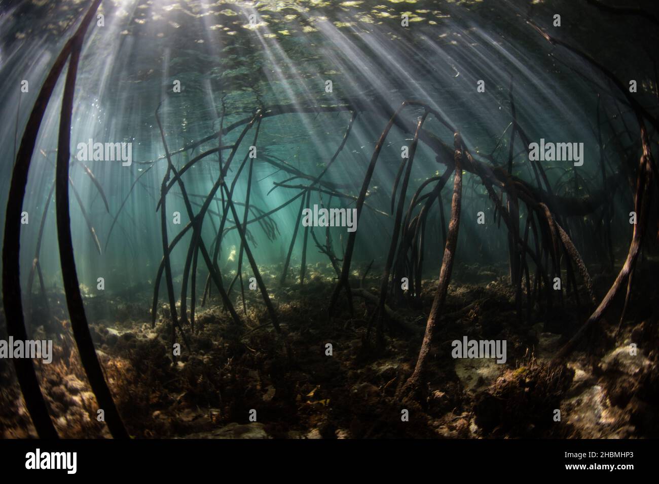 Beams of sunlight fall through the tangled roots of red mangrove trees near the island of Komodo, Indonesia. Mangroves serve as important nurseries. Stock Photo