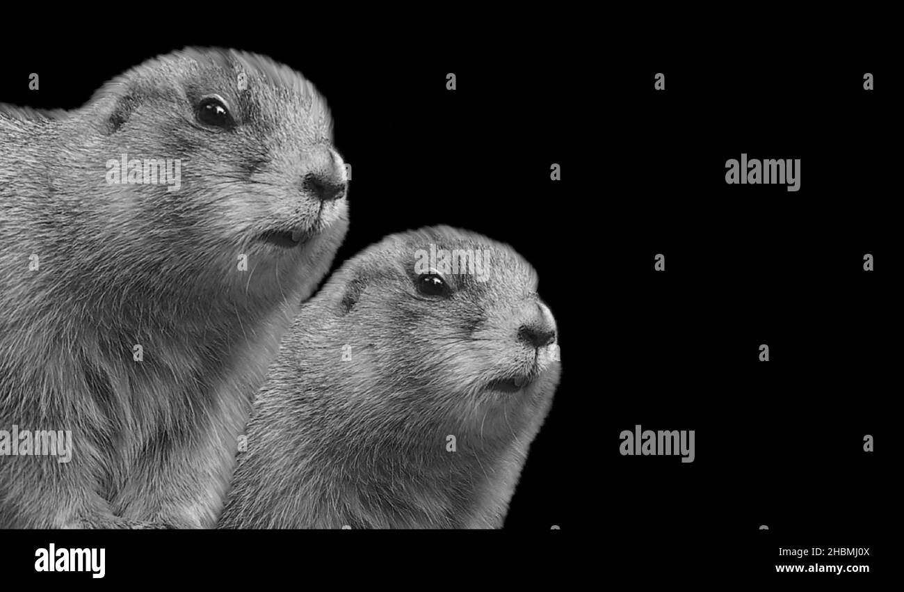Two Cute Prairie Dog Closeup Face On The Black Background Stock Photo