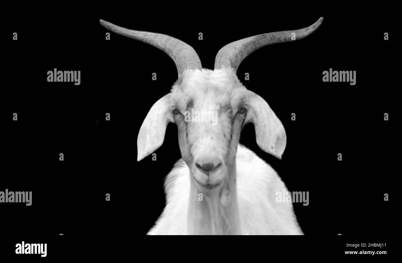 Black And White Goat Front Face On The Black Background Stock Photo