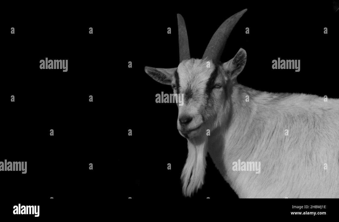 Black And White Goat Portrait On The Dark Background Stock Photo