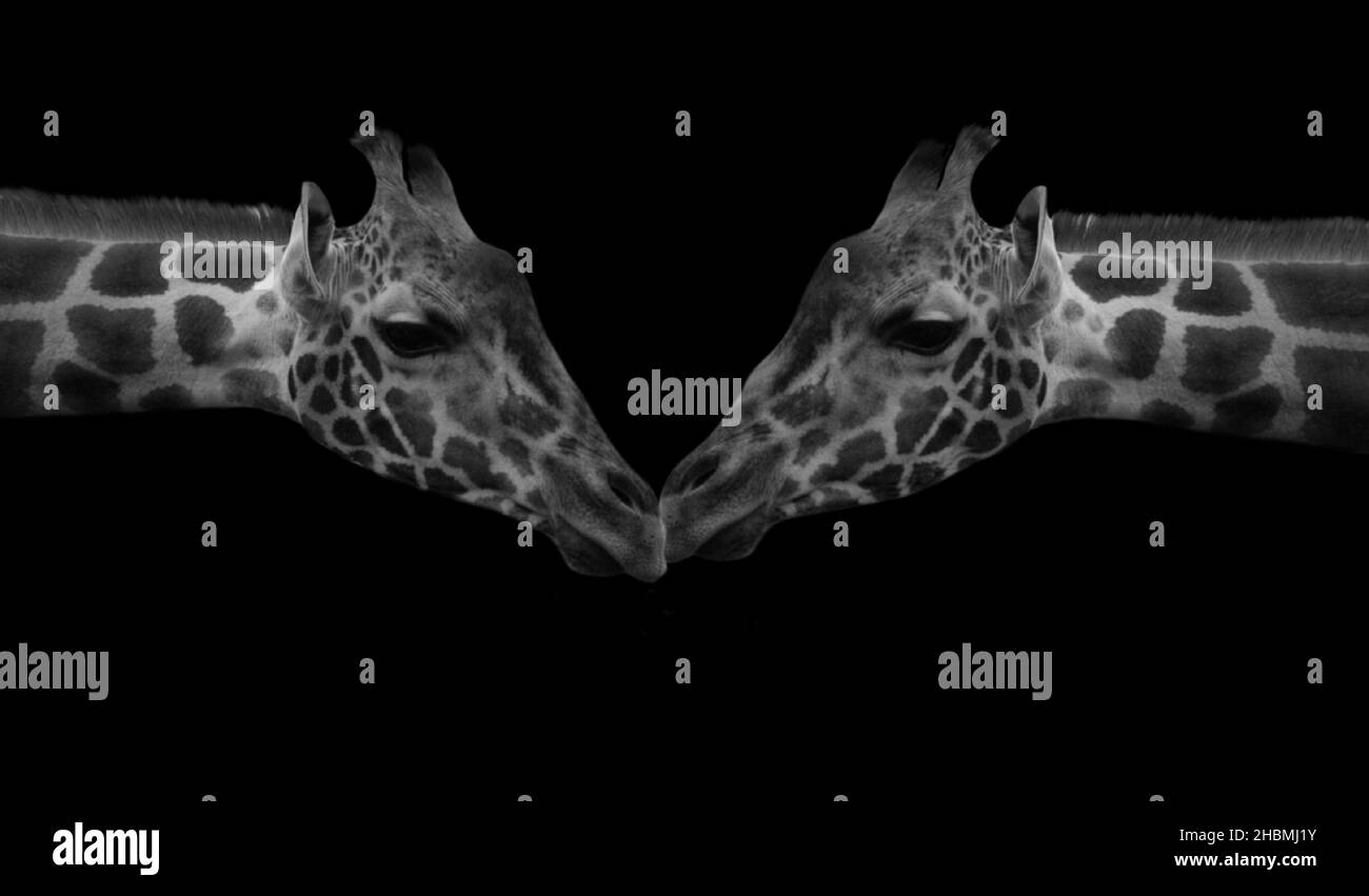 Two Couple Giraffe Kissing On The Black Background Stock Photo