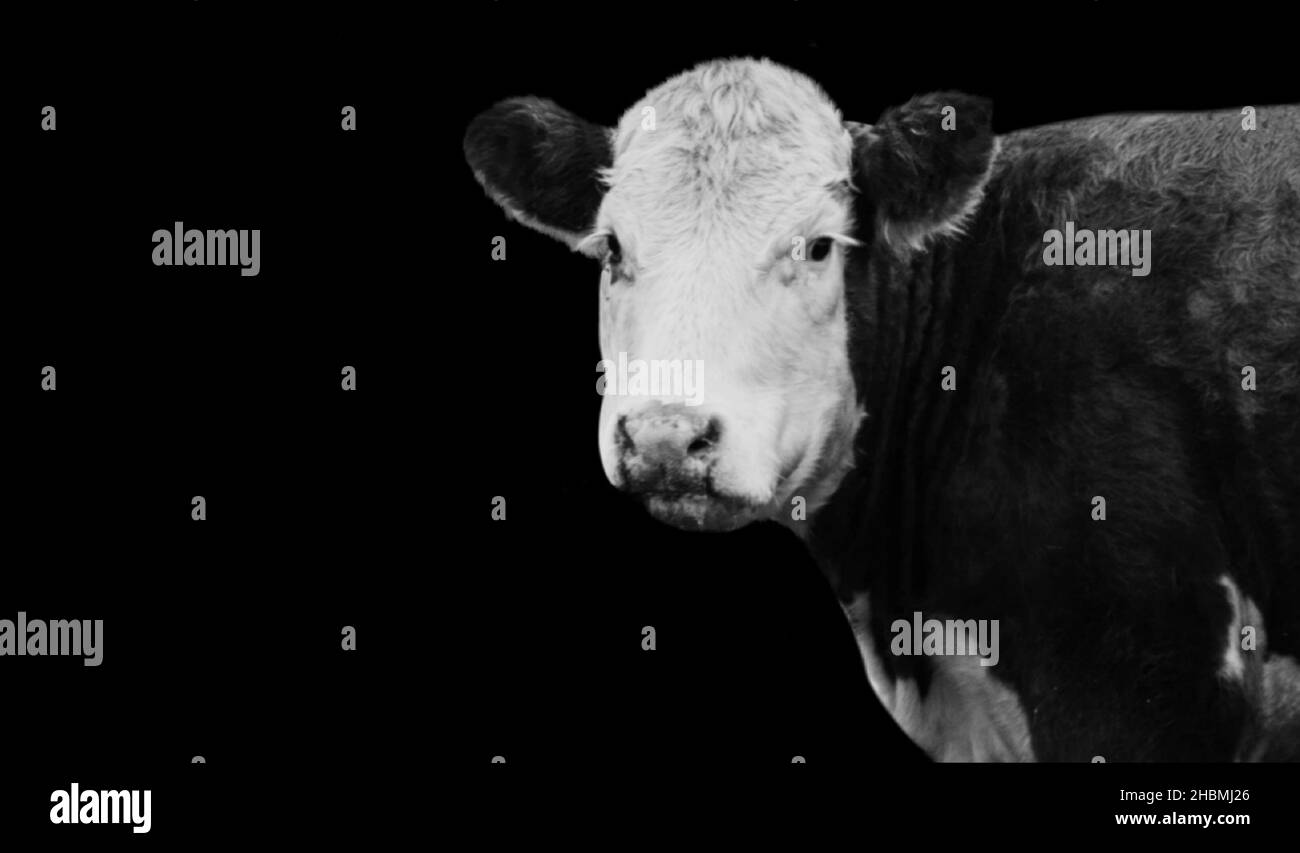 Black And White Cow Face Stock Photo Alamy