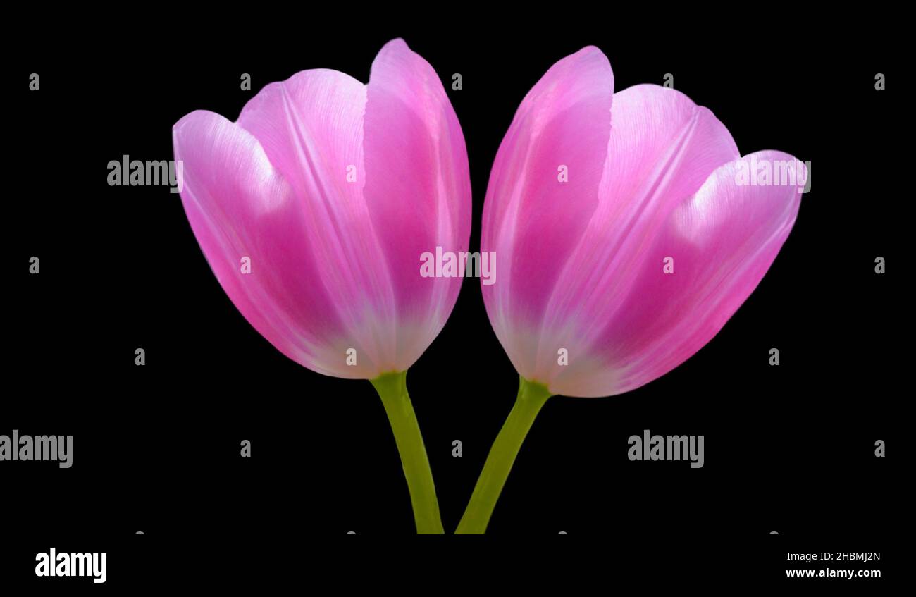 Beautiful Two Tulip Flower On The Black Background Stock Photo