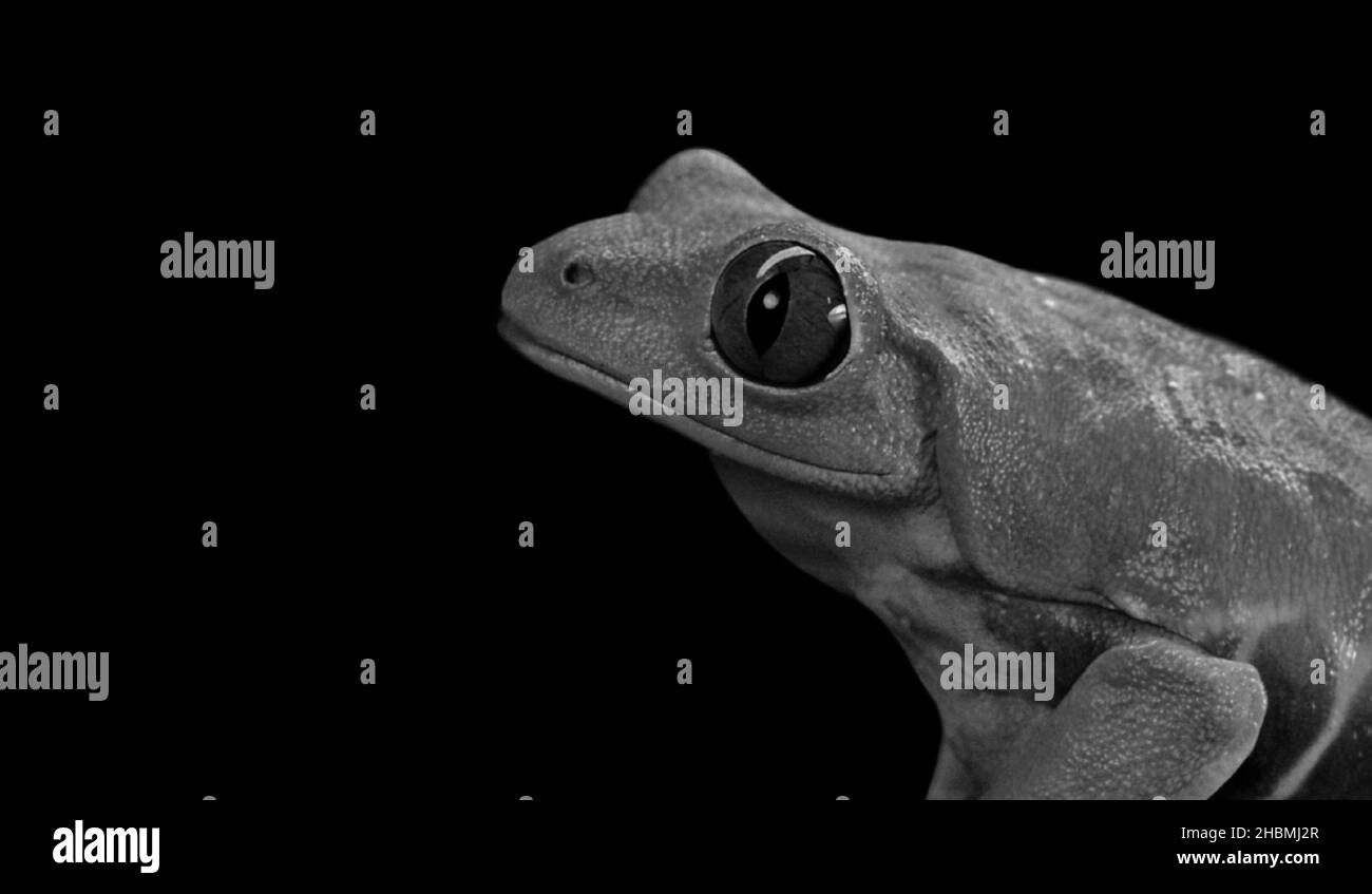 Black And White Frog Portrait On The Black Background Stock Photo