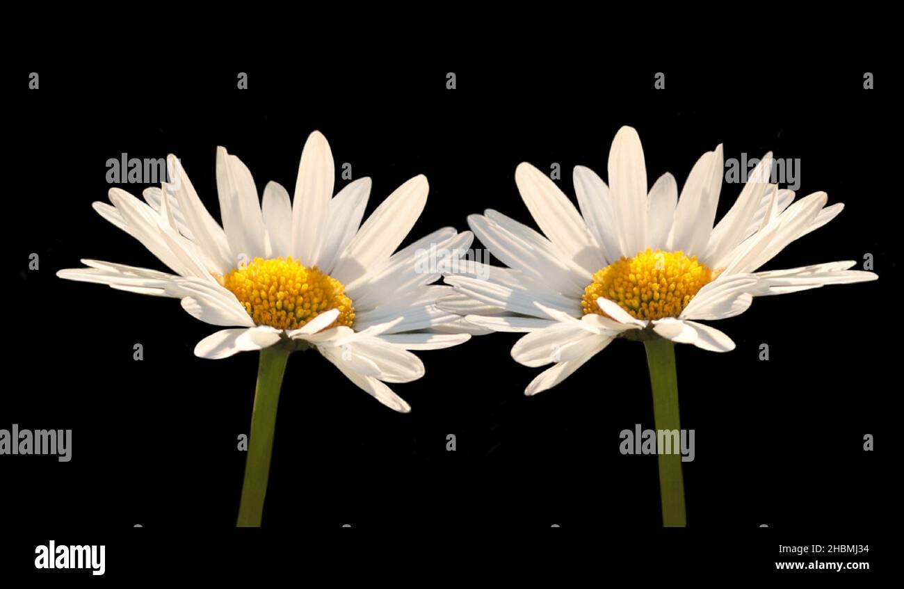 Two Amazing Daisy Flower On The Dark Background Stock Photo