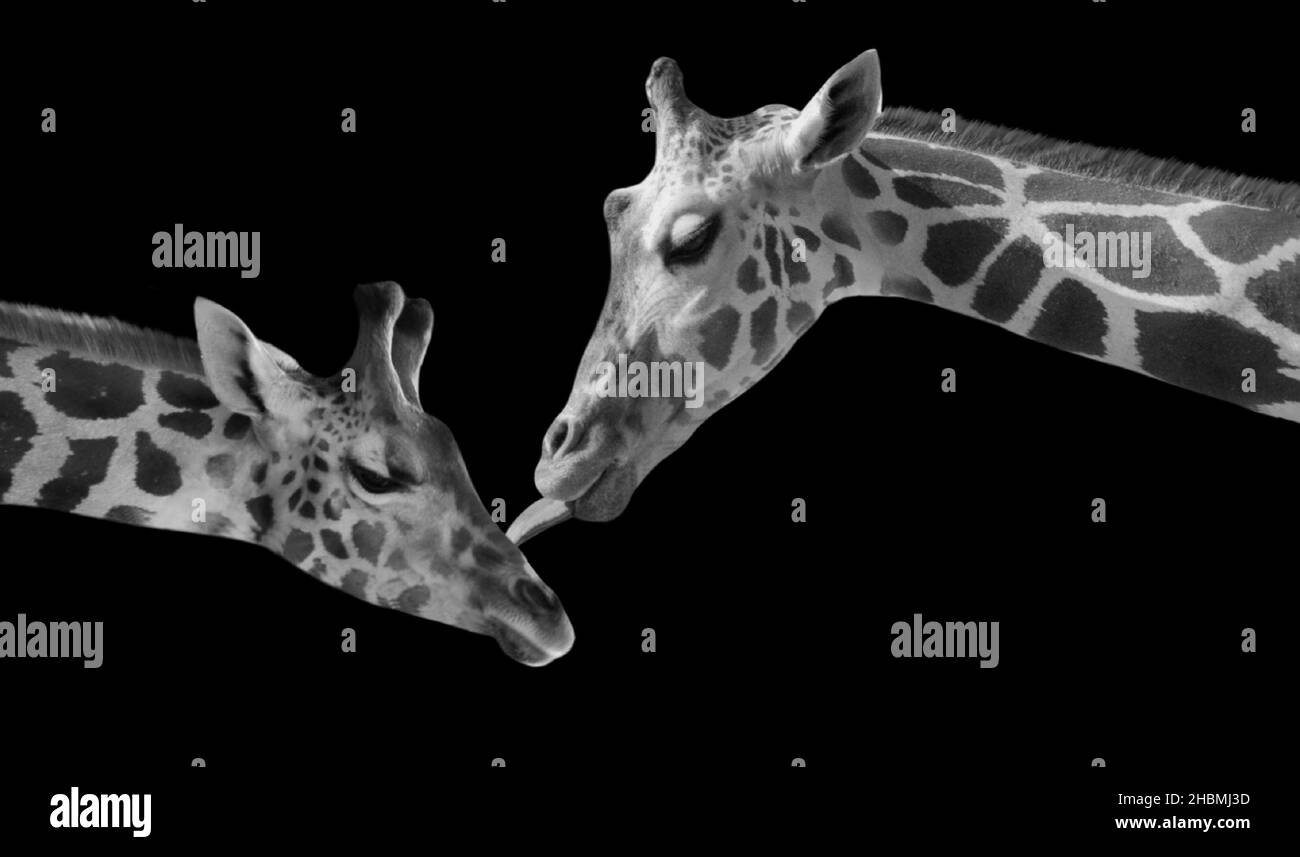 Mother And Baby Giraffe On The Black Background Stock Photo