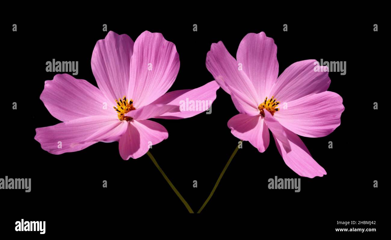 Black cosmos flower hi-res stock photography and images - Alamy