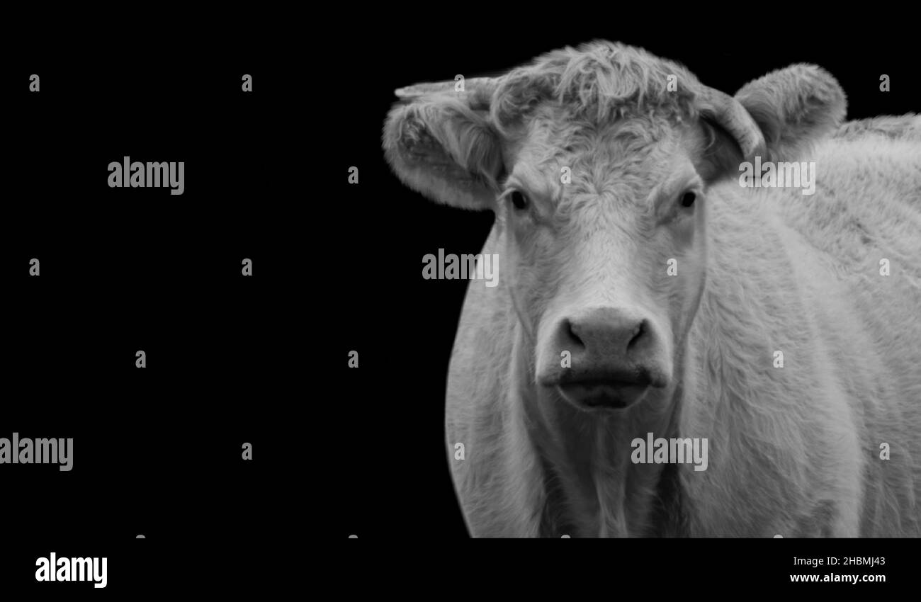 Big Cow Closeup Face On The Dark Background Stock Photo