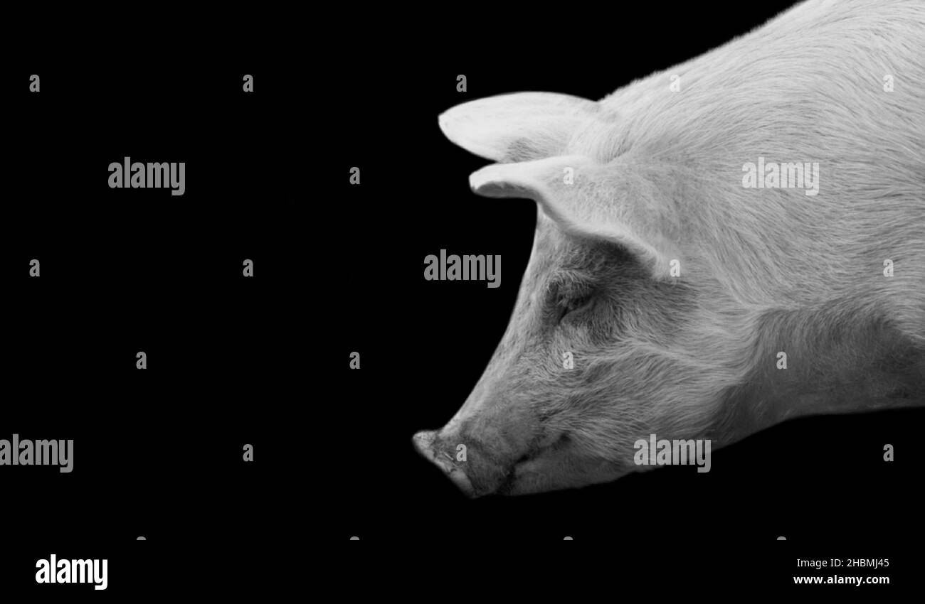 Black And White Pig Closeup Face On The Black Background Stock Photo
