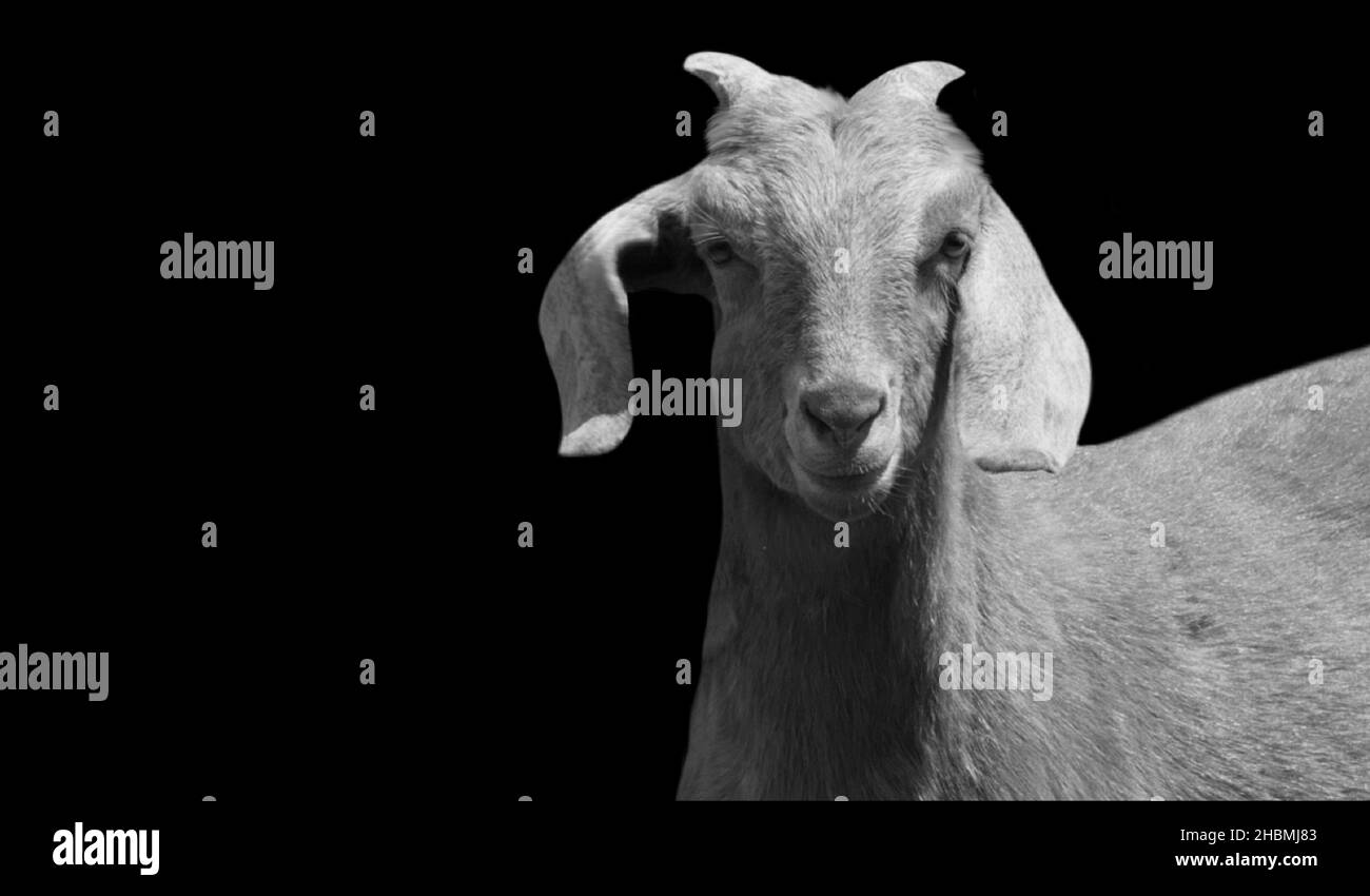 Cute Goat Closeup On The Dark Background Stock Photo