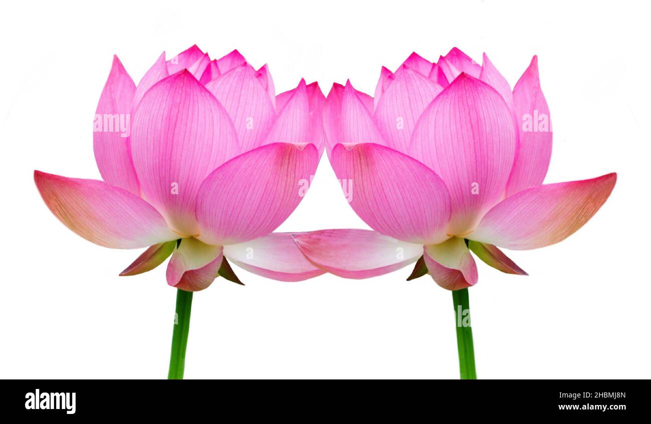 Amazing Pink Lotus On The White Background Stock Photo