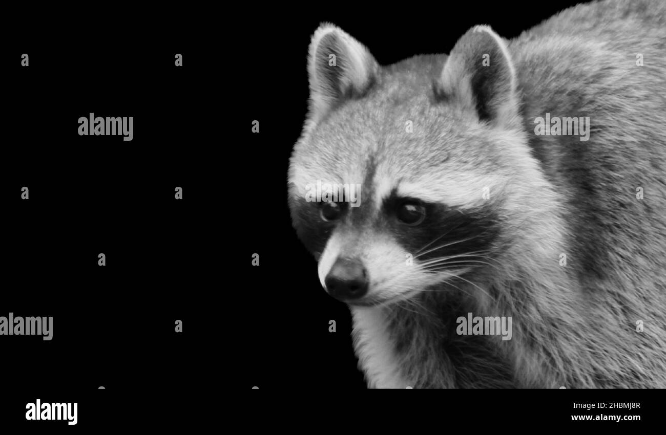 Black And White Raccoon Face On The Dark Background Stock Photo