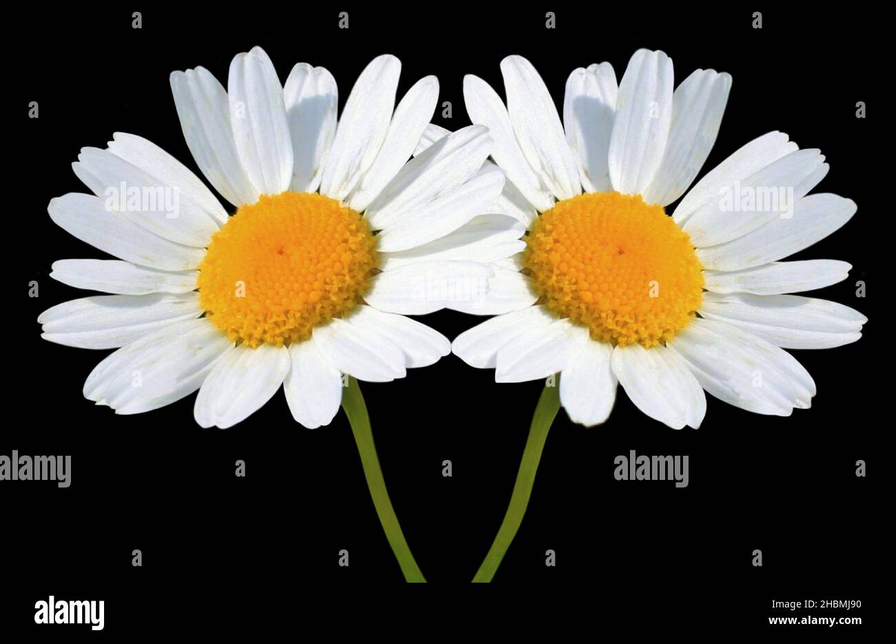 Beautiful Two White Daisy Flower On The Black Background Stock Photo