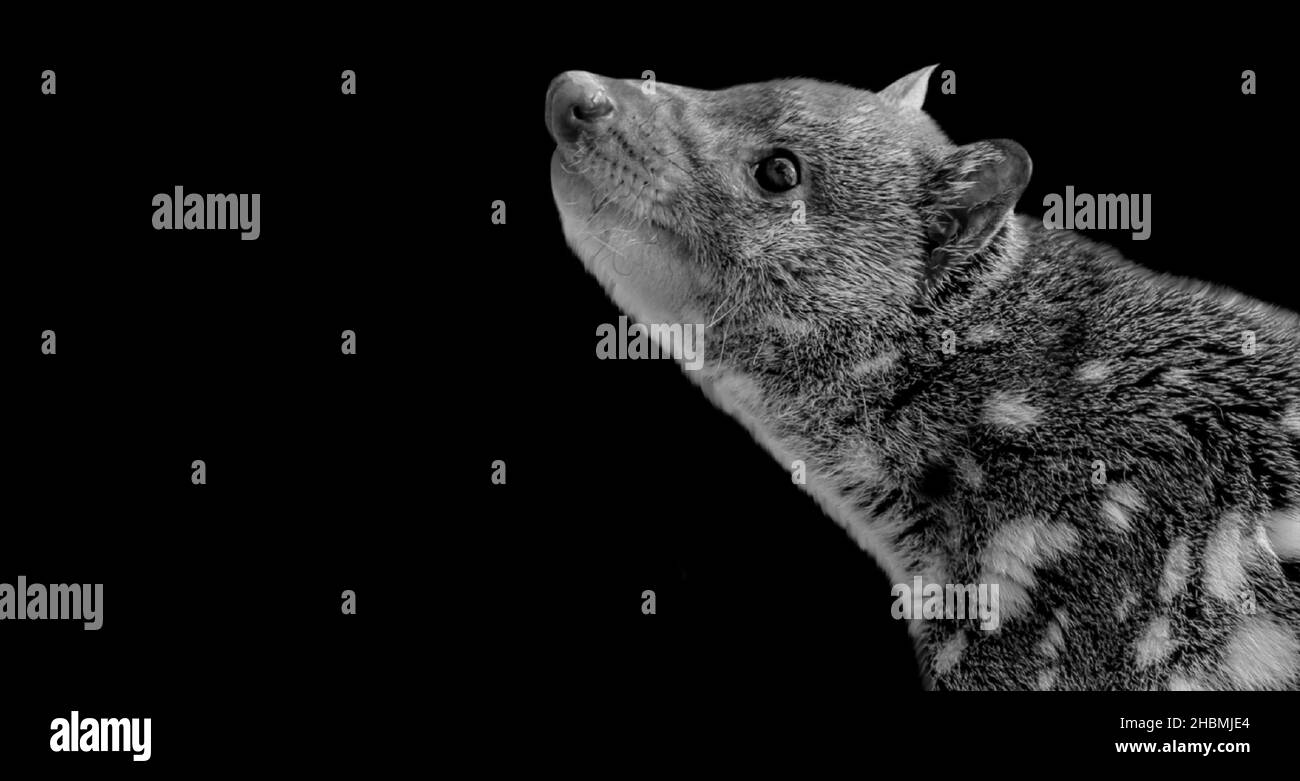 Black And White Quoll Portrait Face On The Black Background Stock Photo