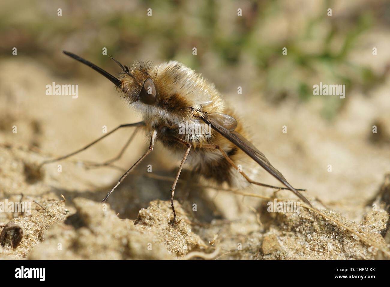 Detailed frontal closeup of a dark bordered bee fly , Bombylius major Stock Photo