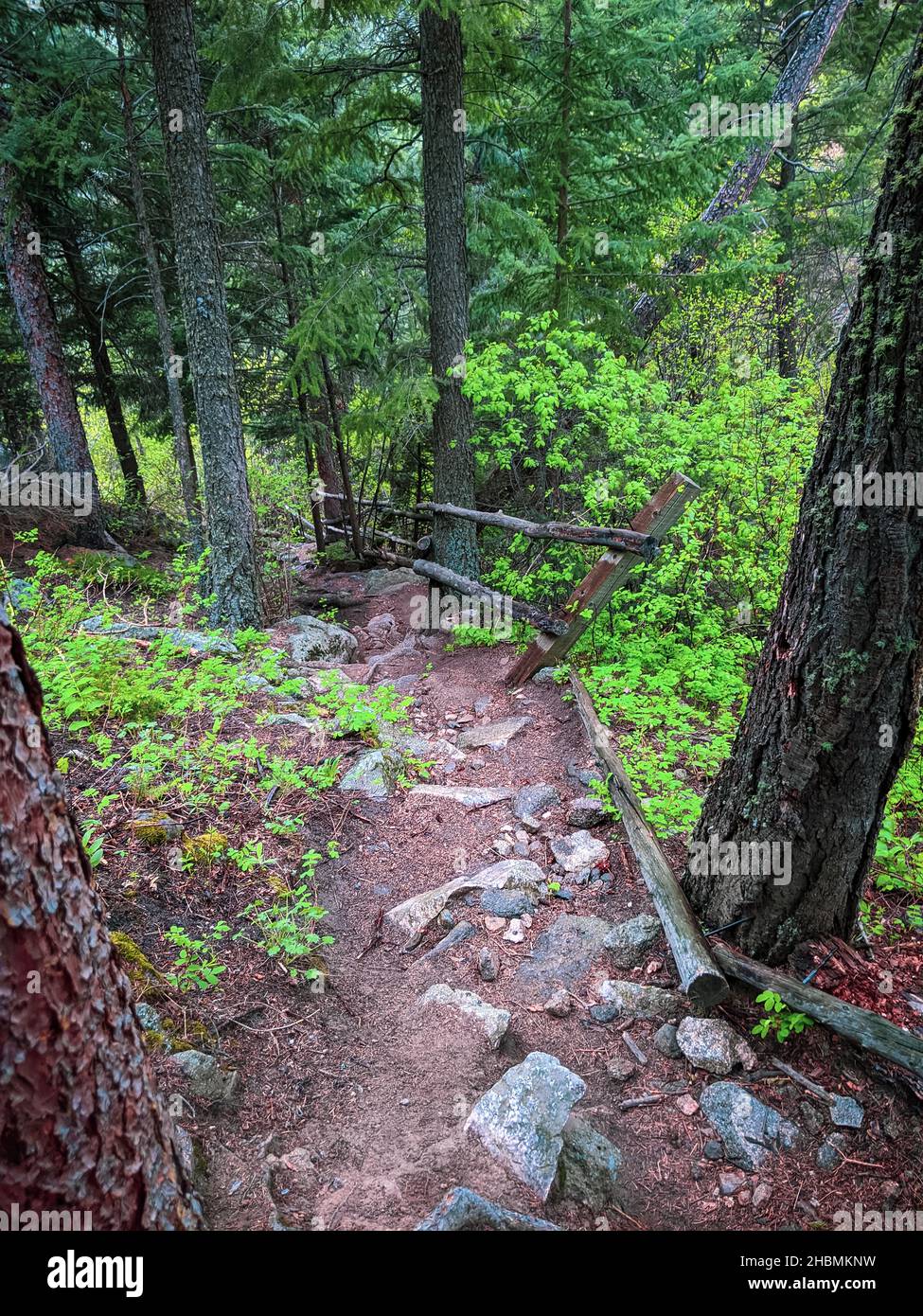 A vertical shot of a pathway in a forest during the day Stock Photo - Alamy