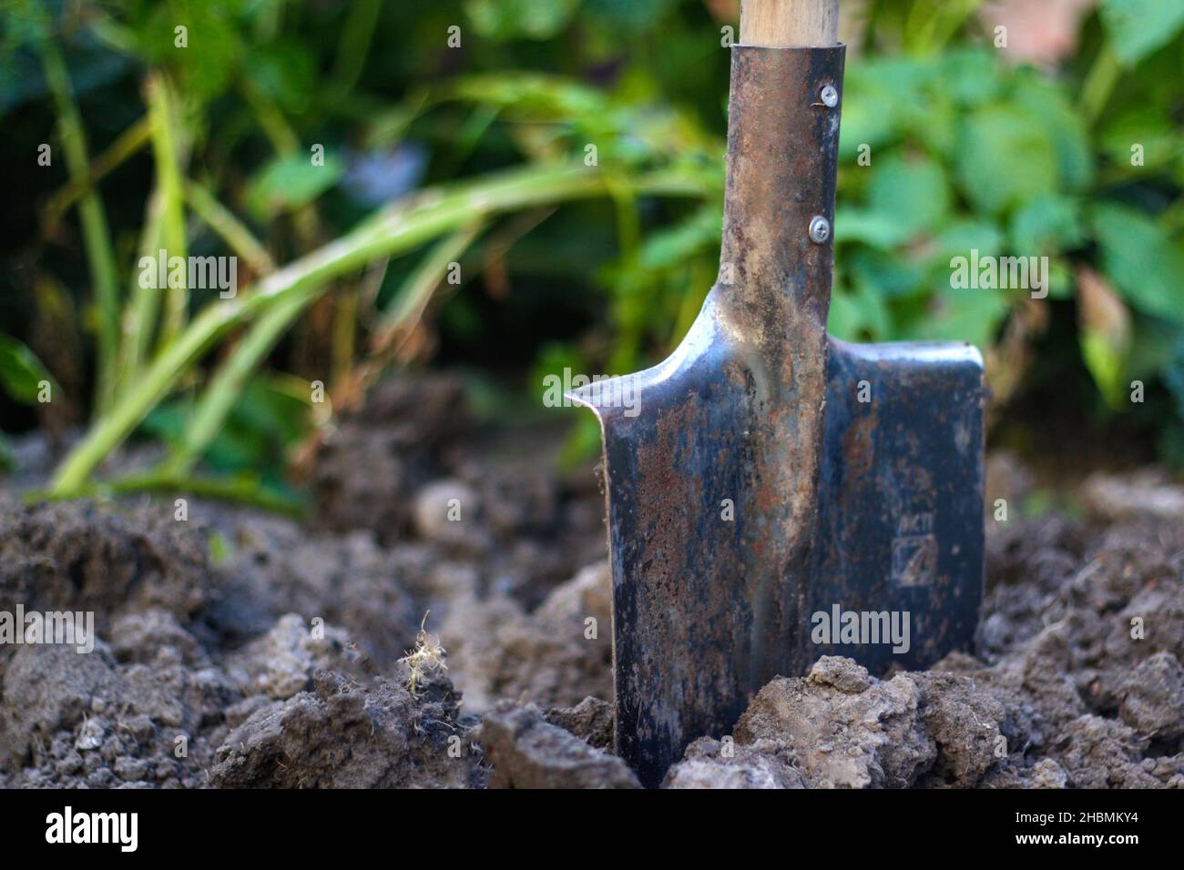 Dirty shovel stuck in the ground on the garden bed. Soil with shovel. Gardening tool and equipment. Concept of a picking potato. Close-up. Green plant Stock Photo