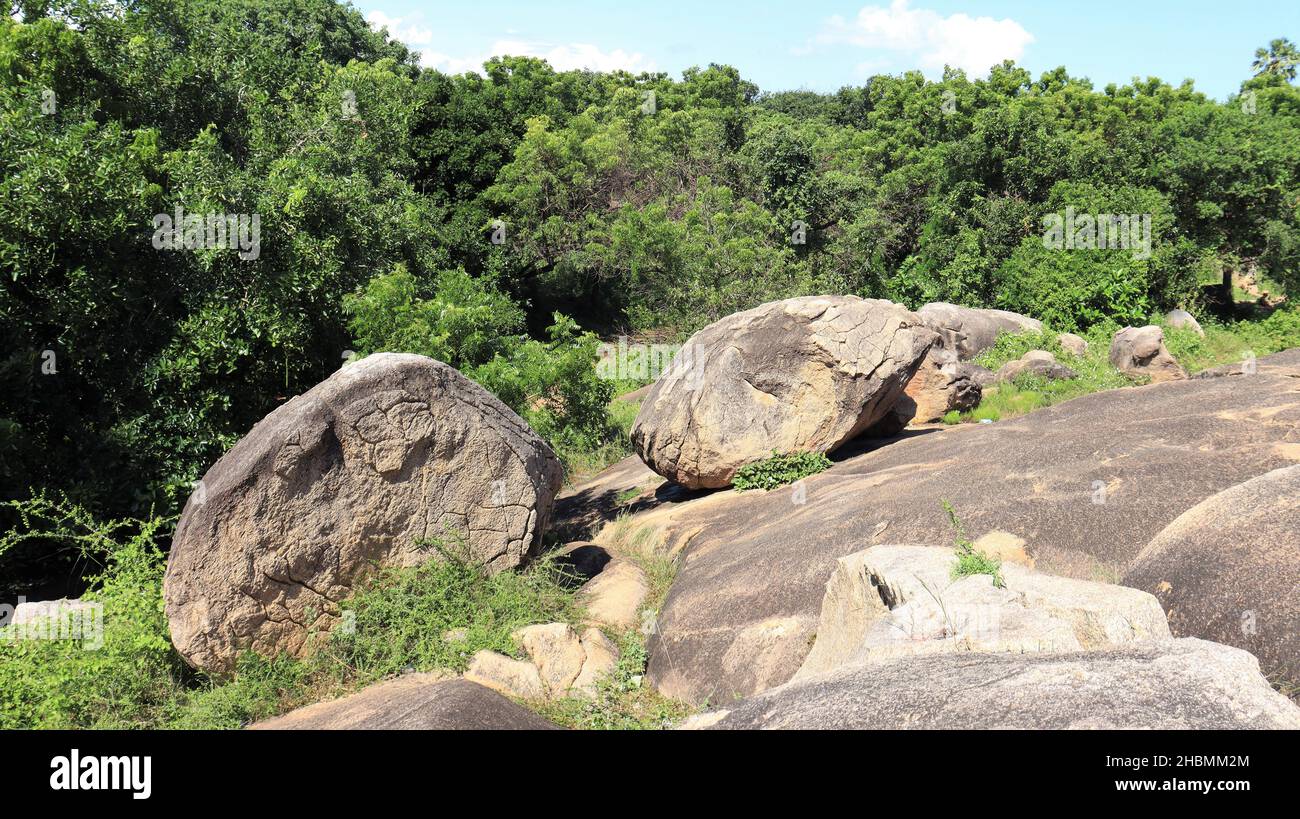 Green evergreen trees and plants. big rocks. Against the backdrop of ...
