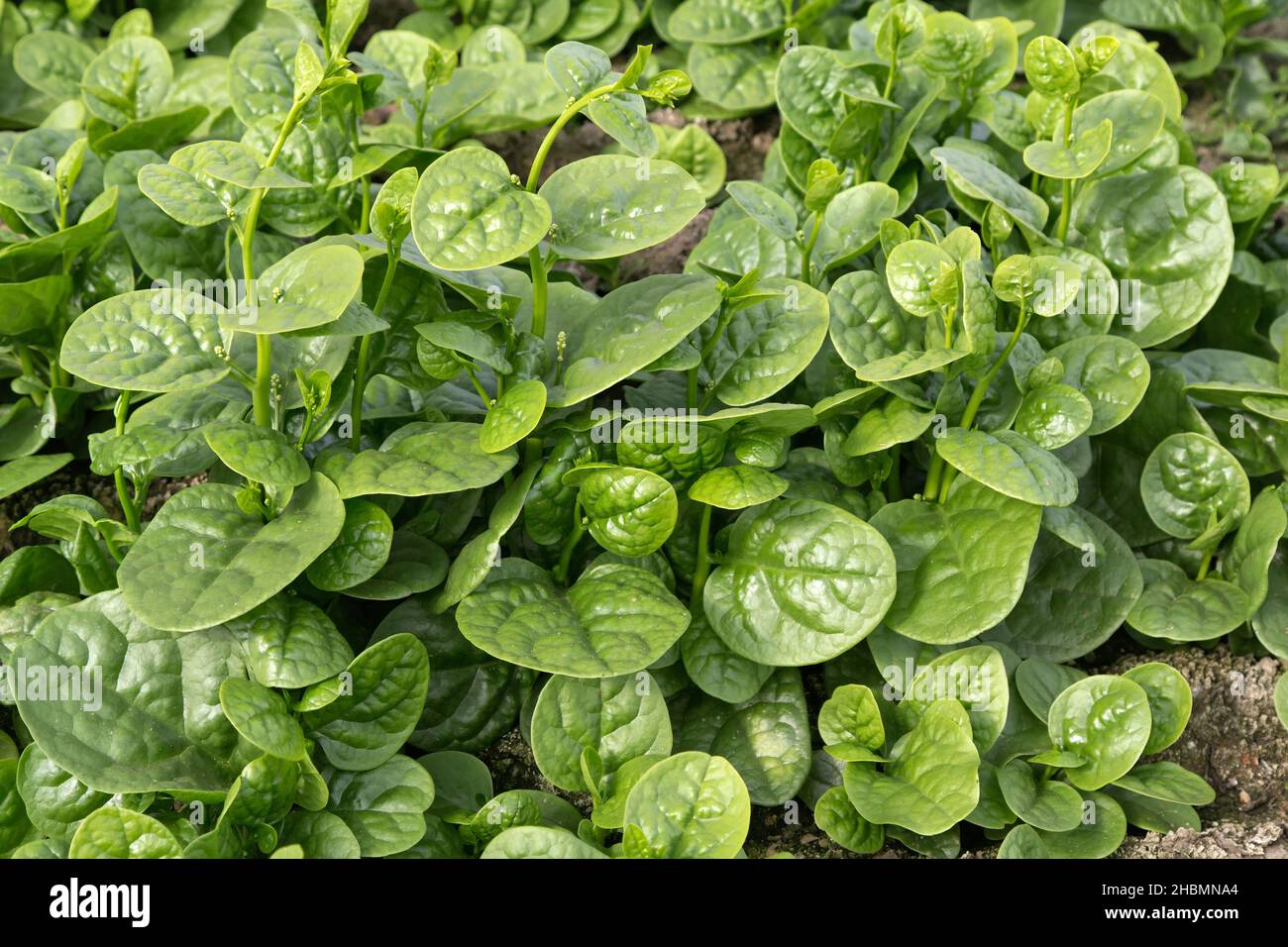 Rau Mong Toi, Malabar Spinach  'Basella Alba' growing in greenhouse,  Asian vegetable. Stock Photo