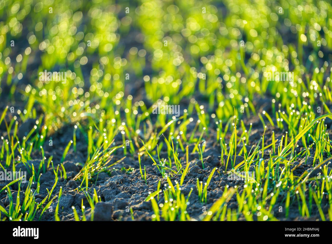 Wheat sprout field in the early morning Stock Photo - Alamy
