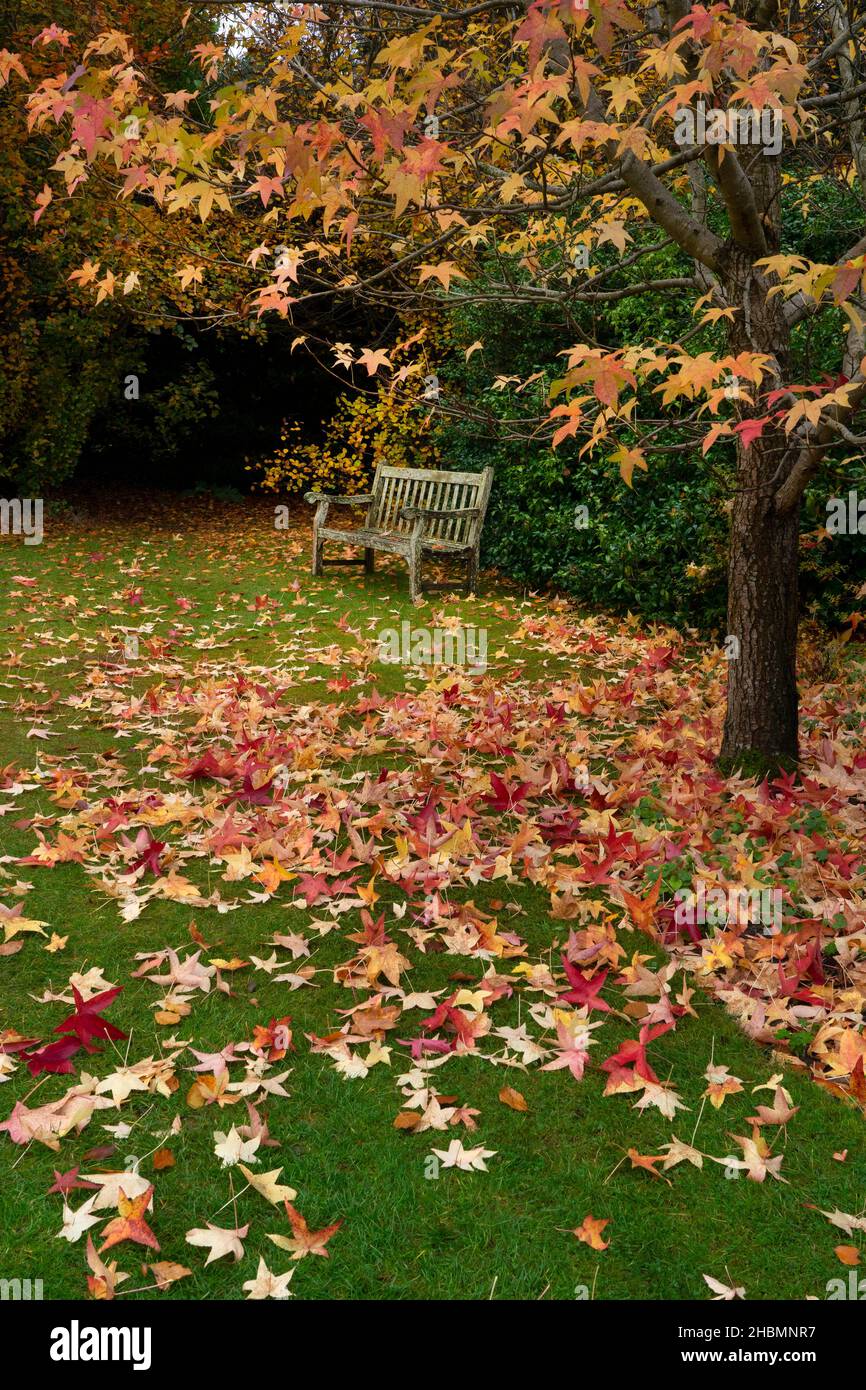 carpet of leaves and garden bench in Autumn colour at Hillier gardens, Hampshire,England Stock Photo