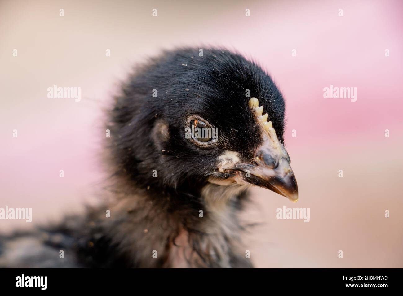 portrait of cute black and gray chicken, farm animal Stock Photo