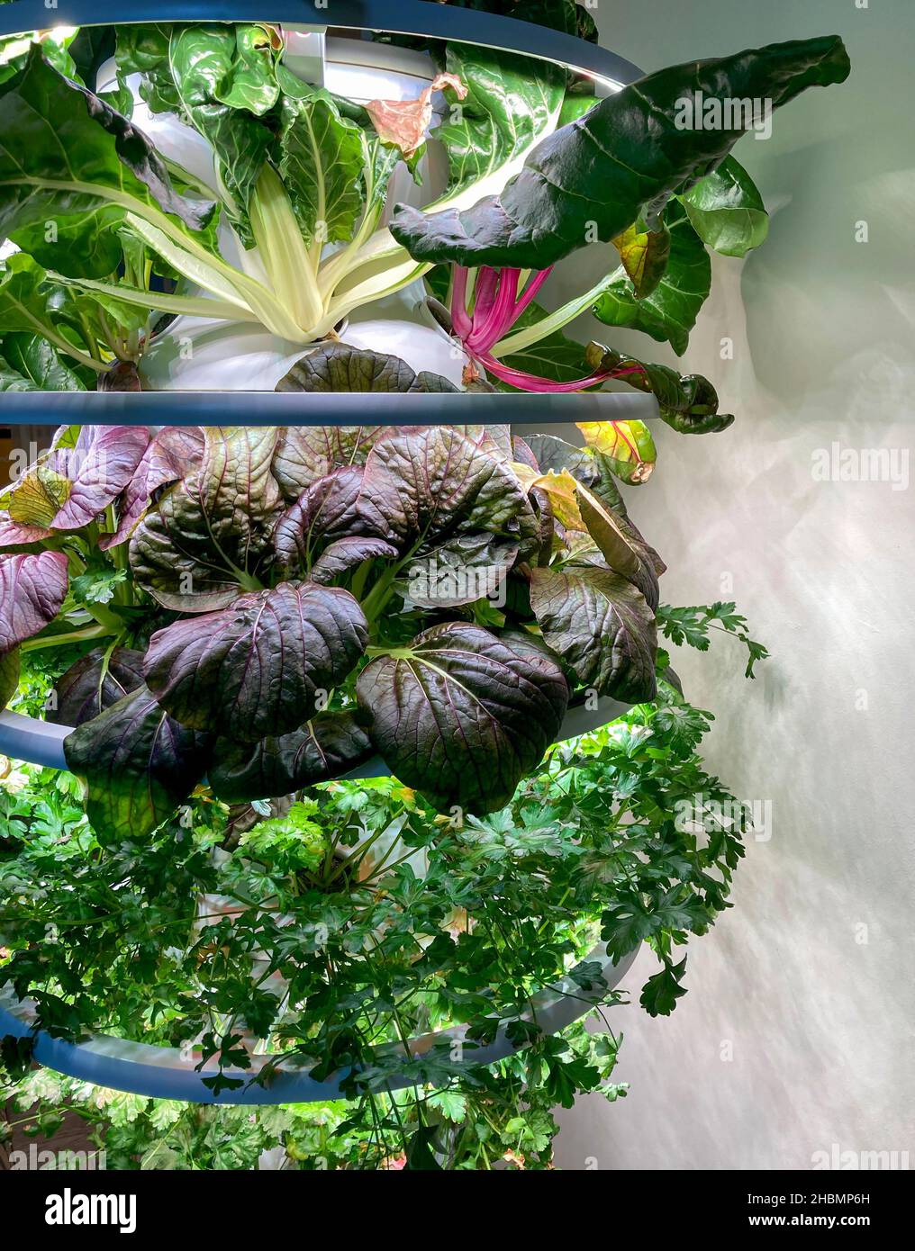 Hydroponic home indoor garden hi-res stock photography and images - Alamy