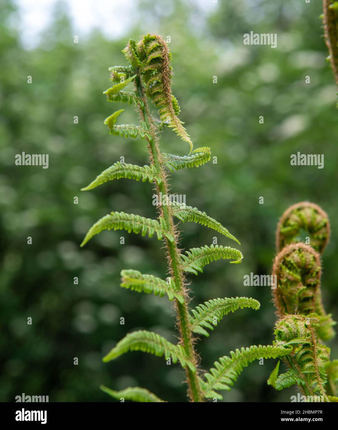 Close up view of a frond of bracken leaves uncurling in Spring Stock Photo