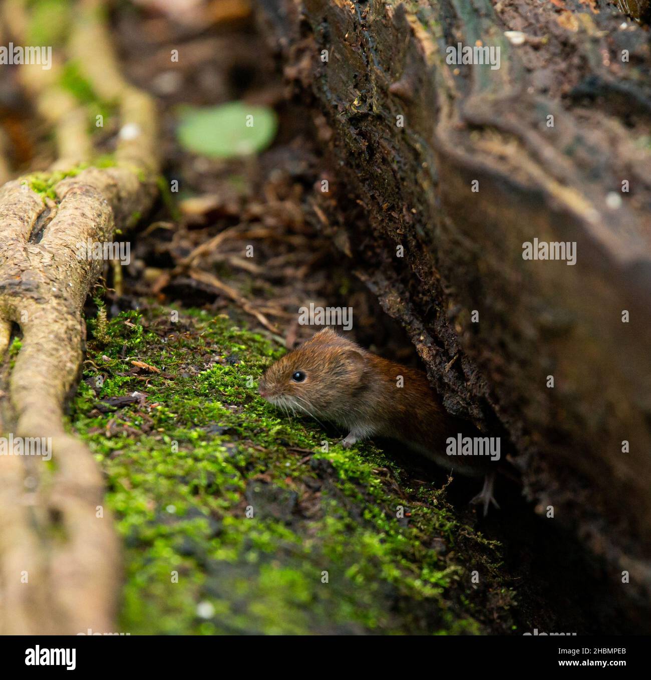 Sneaky Bank Vole Stock Photo