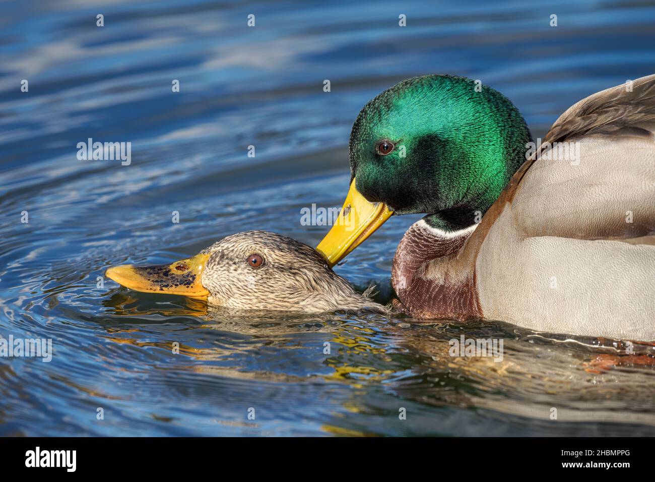 Pair of wild Mallard Ducks mating in the water, the male grips the female's neck with its beak and forcing the head under water, Germany Stock Photo