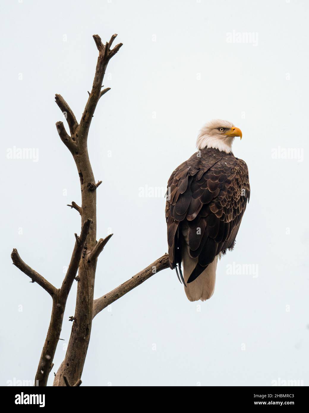 A Bald Eagle (Haliaeetus leucocephalus) perched on a dead tree in the winter in Michigan, USA. Stock Photo