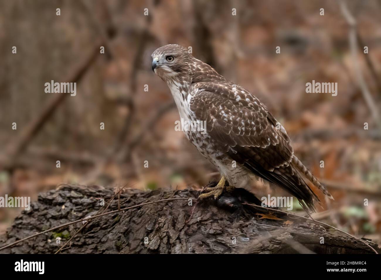 A Red-shouldered Hawk (Buteo lineatus) perched on a downed tree in a forest standing over its prey, a dead squirrel. Stock Photo