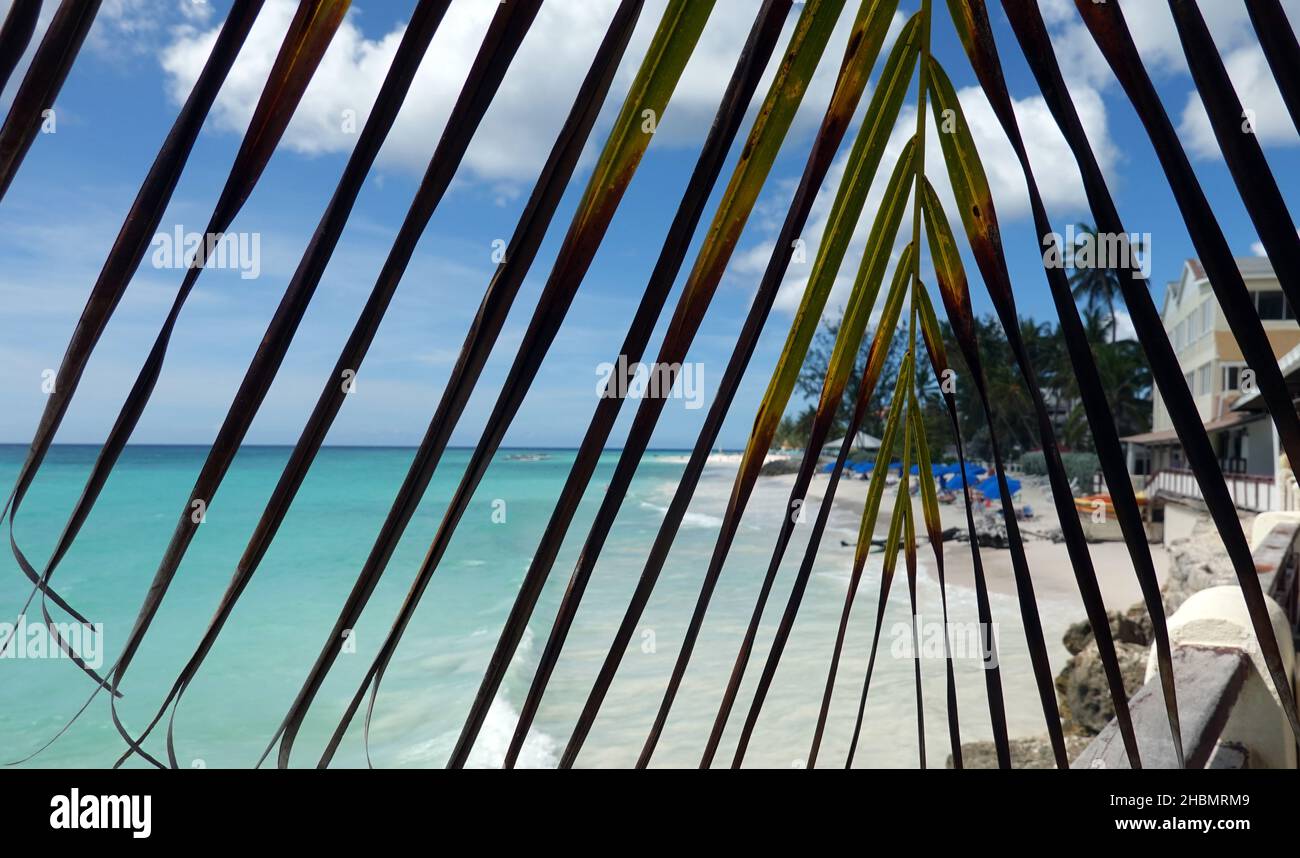 Looking through a large palm leaf onto a caribbean white sand beach and turquoise blue water.  Barbados, North America Stock Photo