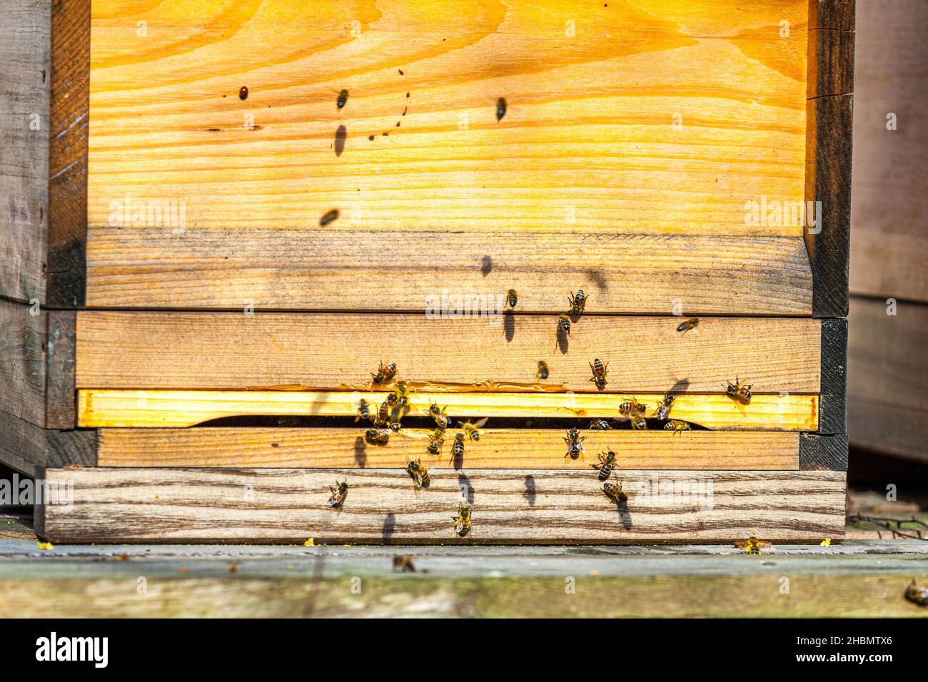 Zander bee hive according to Liebig in Germany Stock Photo Alamy