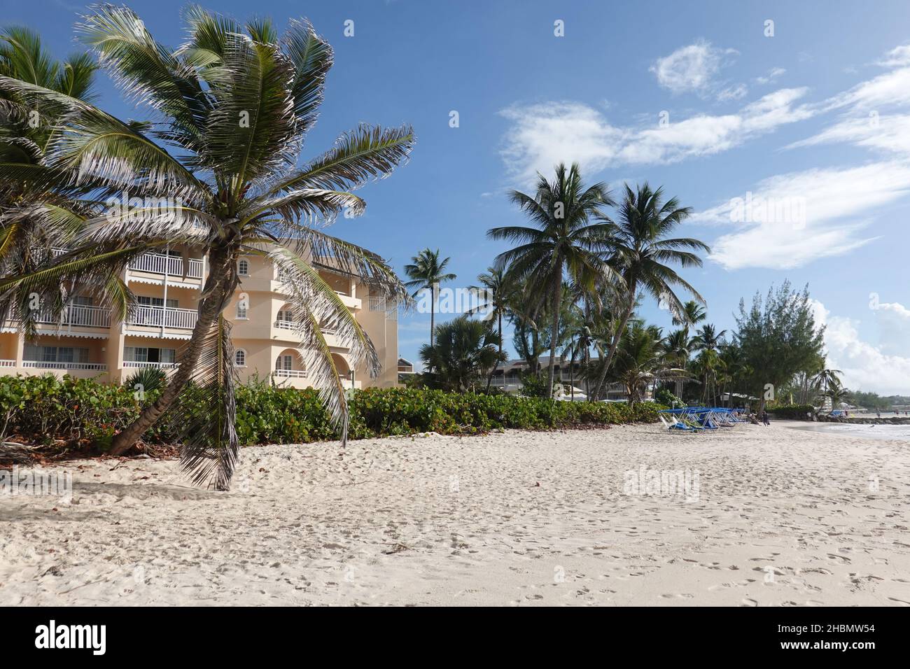 White sandy beach in Barbados with palm tree Stock Photo