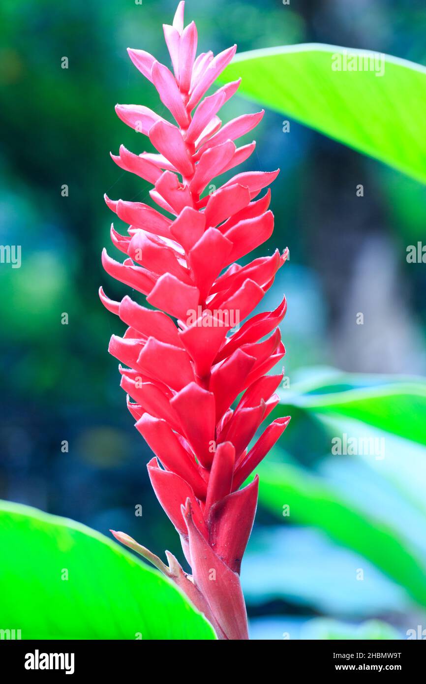 Vibrant red tropical flower Stock Photo